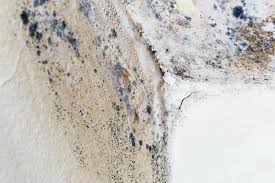 Best Residential Mold Inspection & Testing  in Clifton Forge, VA